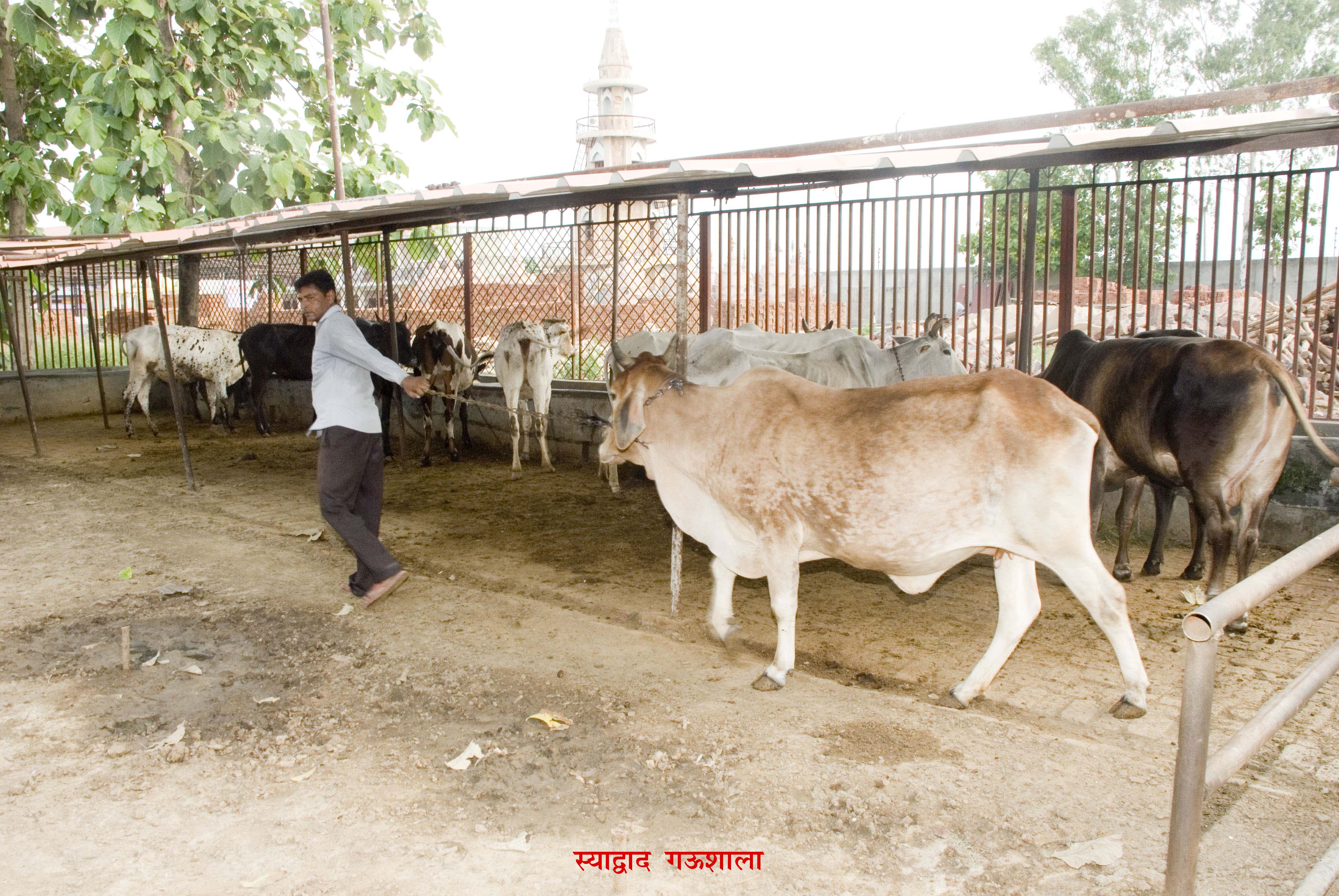SYADWAD_GAUSALA