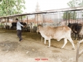SYADWAD_GAUSALA